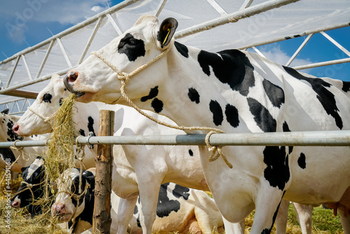 Landwirtschaft - Milchviehhaltung, angebunden Kühe warten auf einer Tierschau auf ihren Auftritt. photo