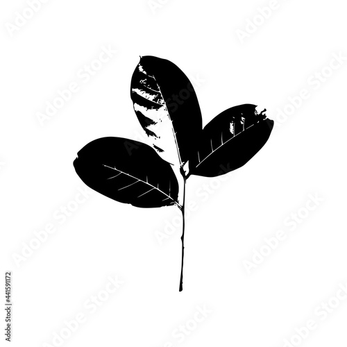 Single black leaf of palm tree isolated on white background. Ideal for print canvas home decoration.