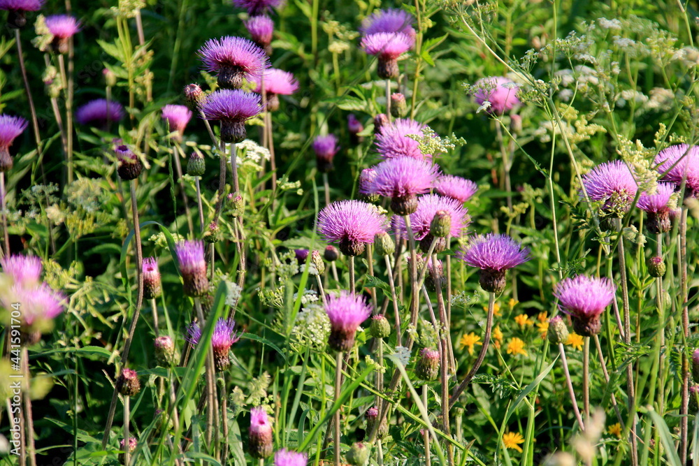 Purple shaggy flowers of Cirsium arvense on a summer meadow. Cirsium arvense flowers close - up Purple shaggy flowers of Cirsium arvense on a summer meadow. Cirsium arvense flowers close - up