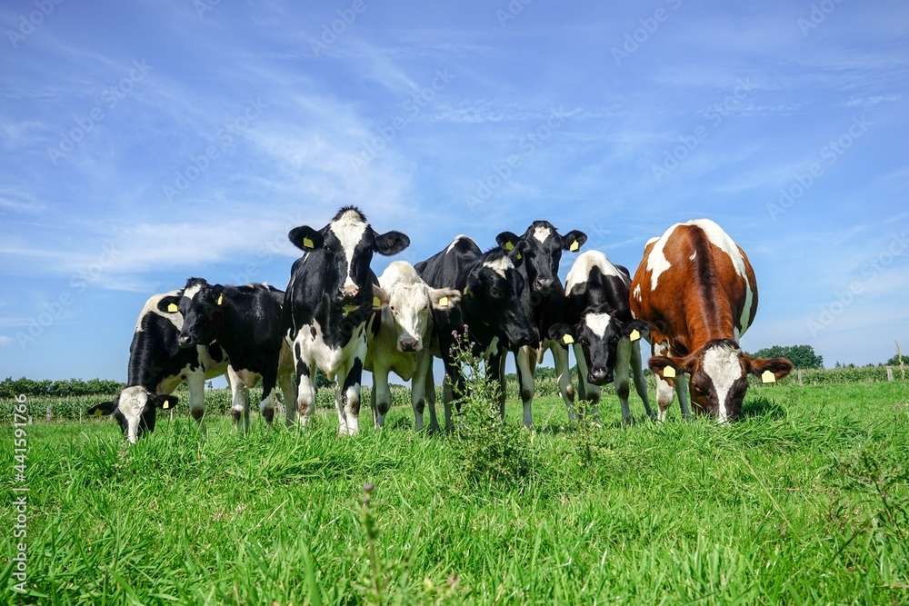Weidehaltung von Rindvieh - Kühe auf der Weide, lustige Formation.