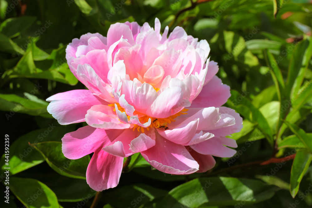 Large pink common peony flower (lat. Paeonia) close-up on a bush on a background of green leaves. Beautiful spring summer flowers in bloom in a garden. Nature's landscape. Floral background. Sunny day Large pink common peony flower (lat. Paeonia) close-up on a bush on a background of green leaves. Beautiful spring summer flowers in bloom in a garden. Nature's landscape. Floral background. Sunny day