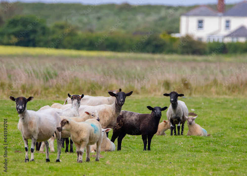 Sheep and Lambs on Marshland Pasture Sheep and Lambs on Marshland Pasture