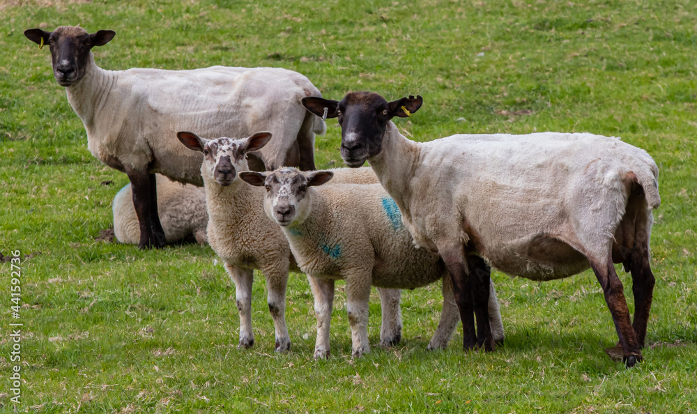 Sheep and Lambs on Marshland Pasture Sheep and Lambs on Marshland Pasture