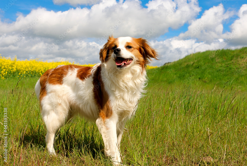 cute brown and white mixed dog is standing in a field with rape seed in the background