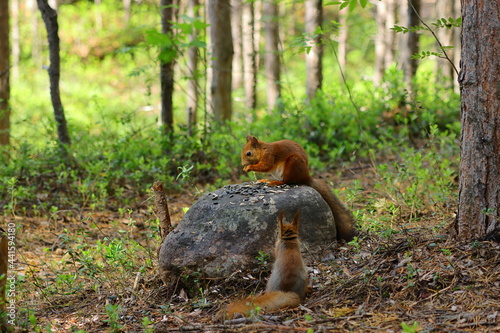 squirrel in the forest © Ivan