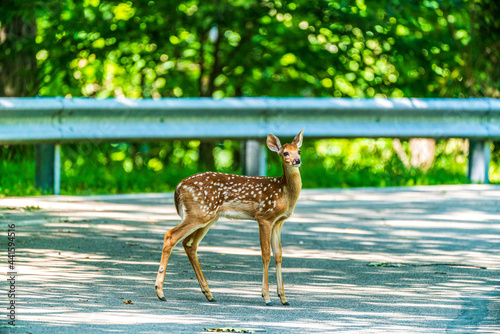 Fawn on the Road