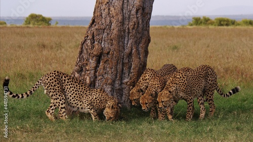 cheetah and cubs