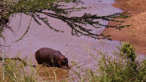hippopotamus in the river