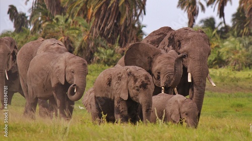 Photography elephants in the savannah