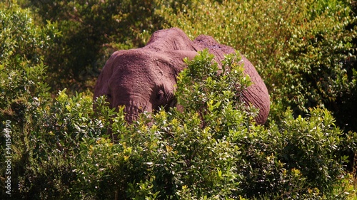 elephant in the grass