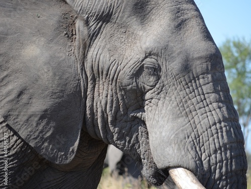 The Kruger National Park - Elephant