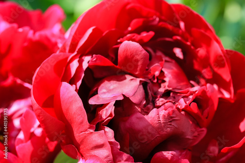 Huge red common peony flower bud (lat. Paeonia) and ants crawling on petals. Lush flowers in bloom in a spring summer garden, park at sunny day. Floral background. Closeup of a blooming peony bud. photo