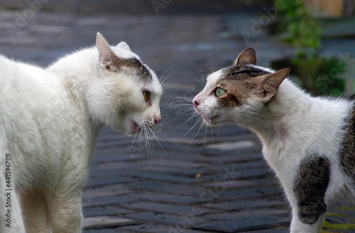 Photography Two cats in a conflict, ready for fighting, in shallow focus