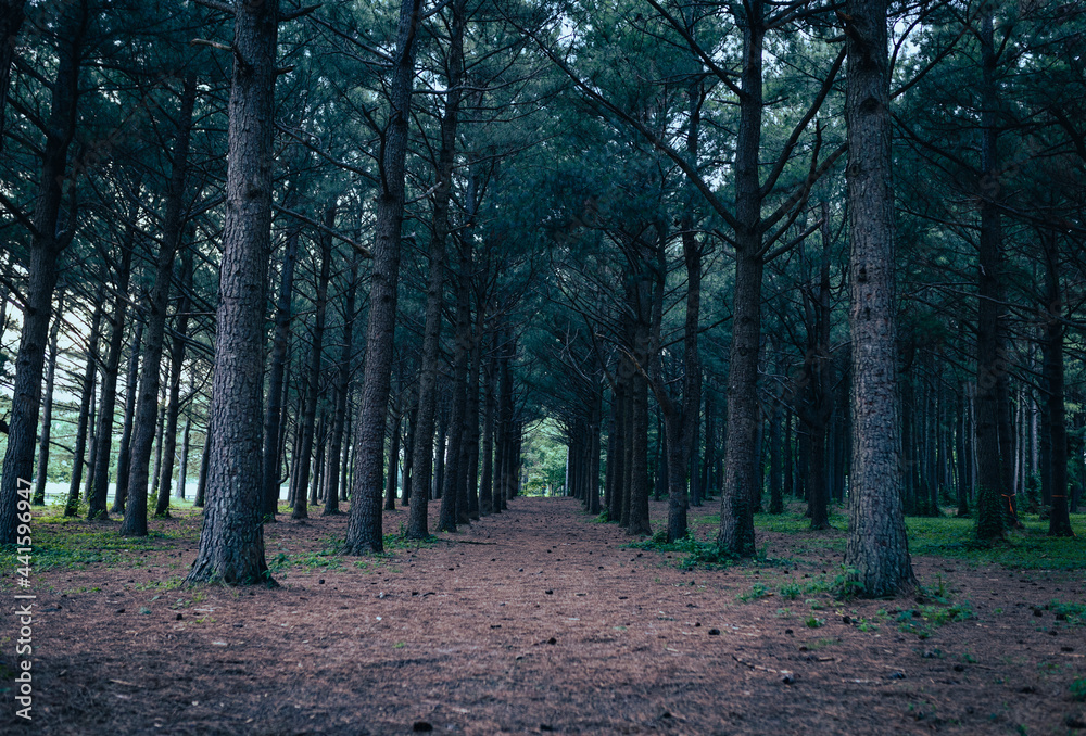 Fototapeta premium Perspective of lined pine trees in artificial forest