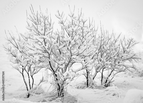 Wallpaper Mural Frozen Trees Torontodigital.ca