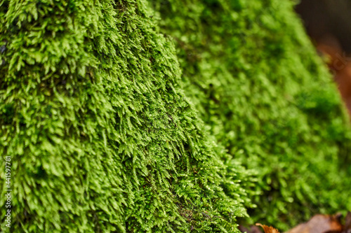 Roof tiles covered with moss or green grass. The roof of the house is covered with leaves. Texture for text. Copy pastes.