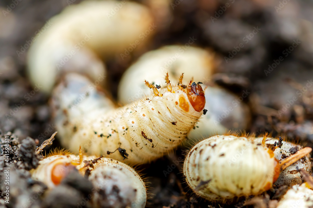 Life in the garden, Larvae cetonia aurata on the ground. Larva of
