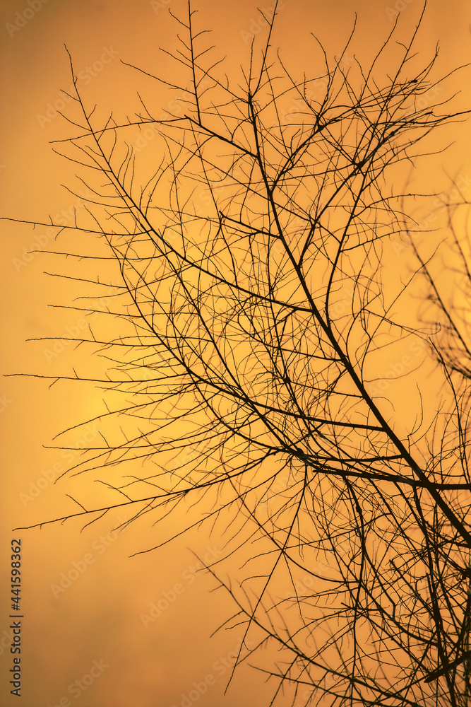 Obraz premium Branches in a sunset sky