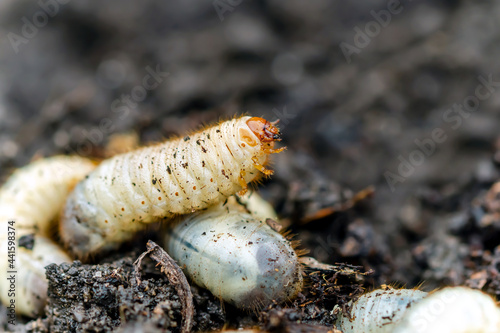 Life in the garden, Larvae cetonia aurata on the ground. Larva of Scarab beetle (Scarabaeidae). Cetonia aurata, green rose chafer. Larva of goldsmith beetle. 