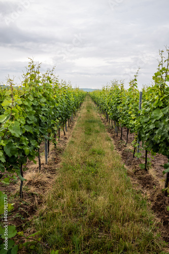 vineyard in the summer