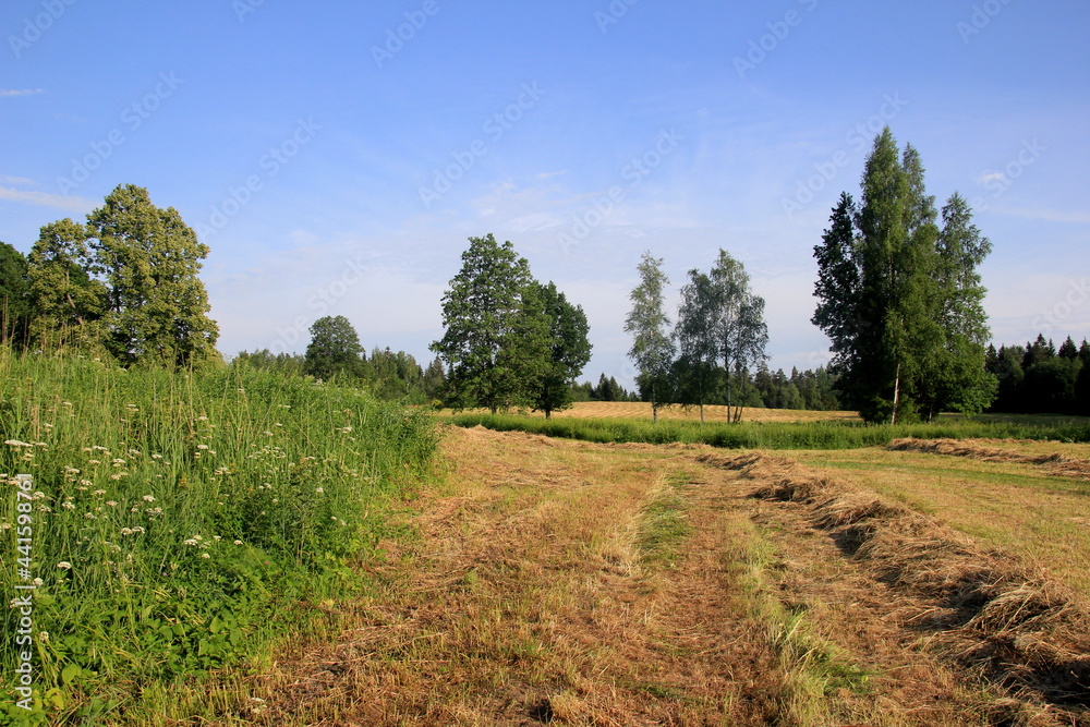 Yellow hay harvesting in golden field landscape. Rows of freshly cut hay on a summer field drying in the sun