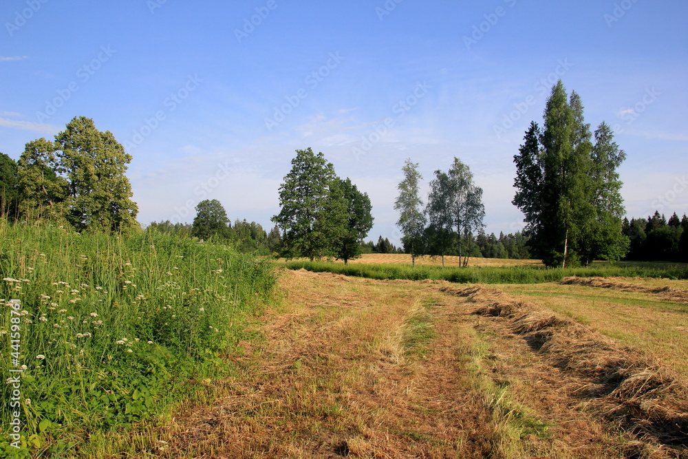 Fototapeta premium Yellow hay harvesting in golden field landscape. Rows of freshly cut hay on a summer field drying in the sun