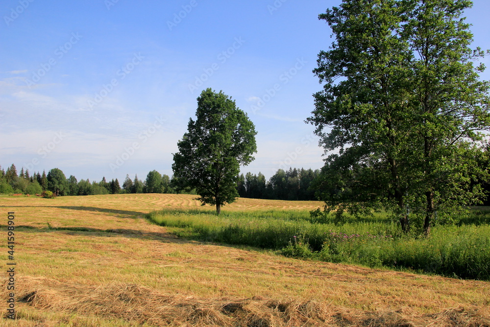 Fototapeta premium Yellow hay harvesting in golden field landscape. Rows of freshly cut hay on a summer field drying in the sun