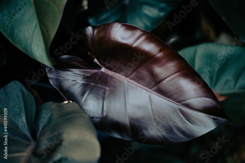 Philodendron Royal Queen 1