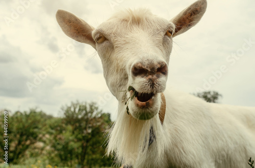 close-up portrait of a white goat in the village on pasture on a background of the sky