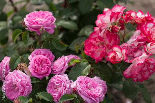 cool pink and variegated red pink white rose bush 