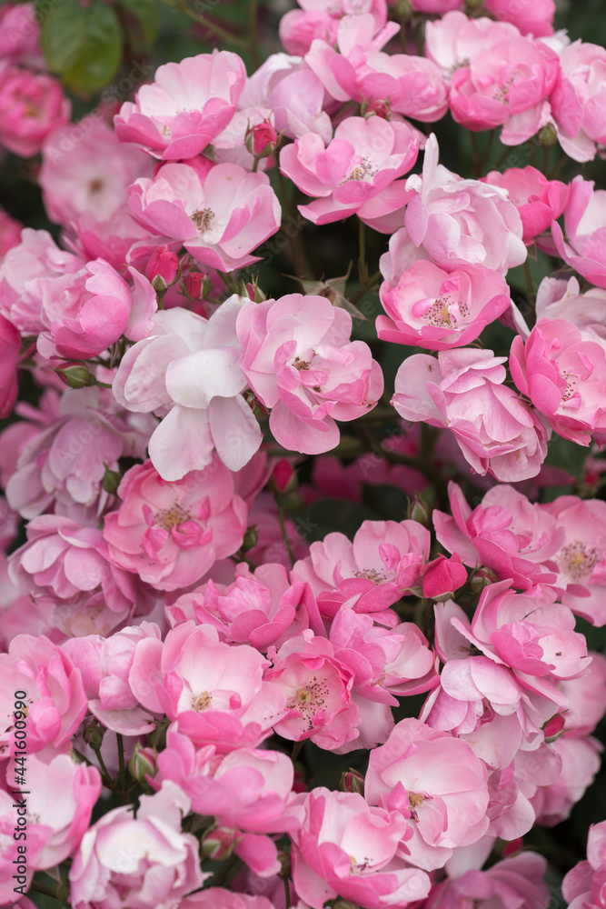 Obraz premium pink roses background