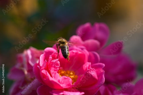 mini roses with bees pollinating, the wonders of nature and its incredible beauty © pshaletich