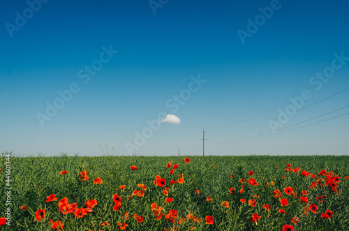 Red poppies in a green field on a background of blue sky  a small cloud in the sky