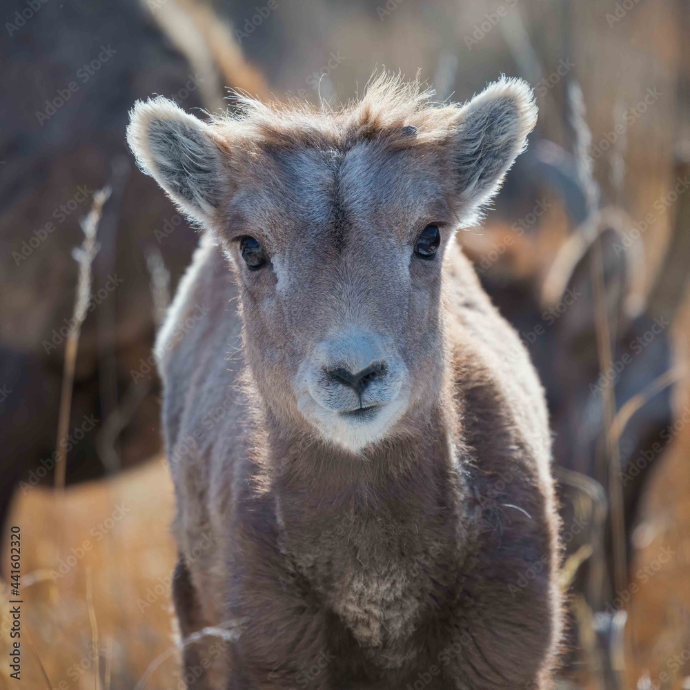 Bighorn Lamb