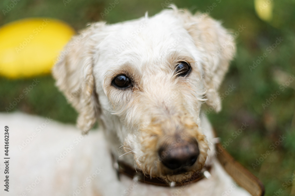 The white dog's muzzle looks into the camera. A large royal poodle trimmed in the park. The white dog's muzzle looks into the camera. A large royal poodle trimmed in the park.