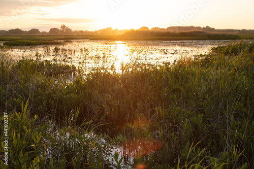 Sunset scene at swamps and wetlands of Big Creek National Wildlife Area near Long Point Provincial Park  Lake Erie shore.