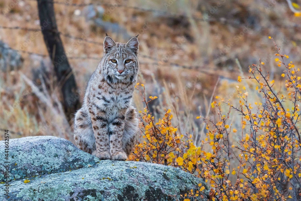 Obraz premium Bobcat on a rock