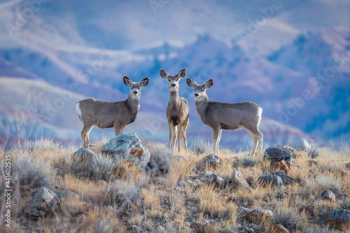 deer in the mountains