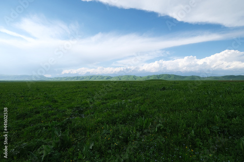 wide green prairie with hills under white clouds blue sky. In Xinjiang China  photo
