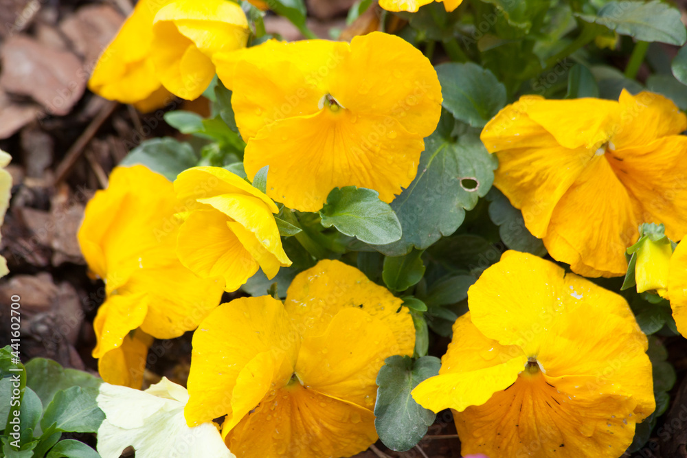 Pansy growing in a garden Pansy growing in a garden