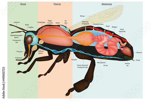 Honey Bee Apis mellifera, internal Anatomy and Physiology. Model eusocial insect. Bee Sectional Anatomy Diagram
