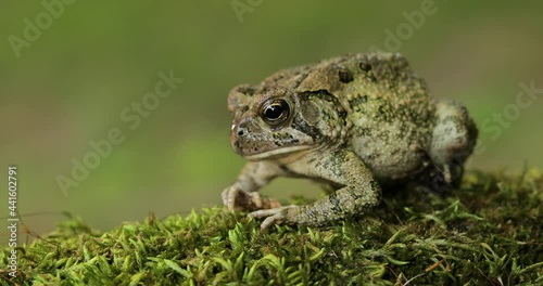 Toad frog sitting on loss opens mouth photo