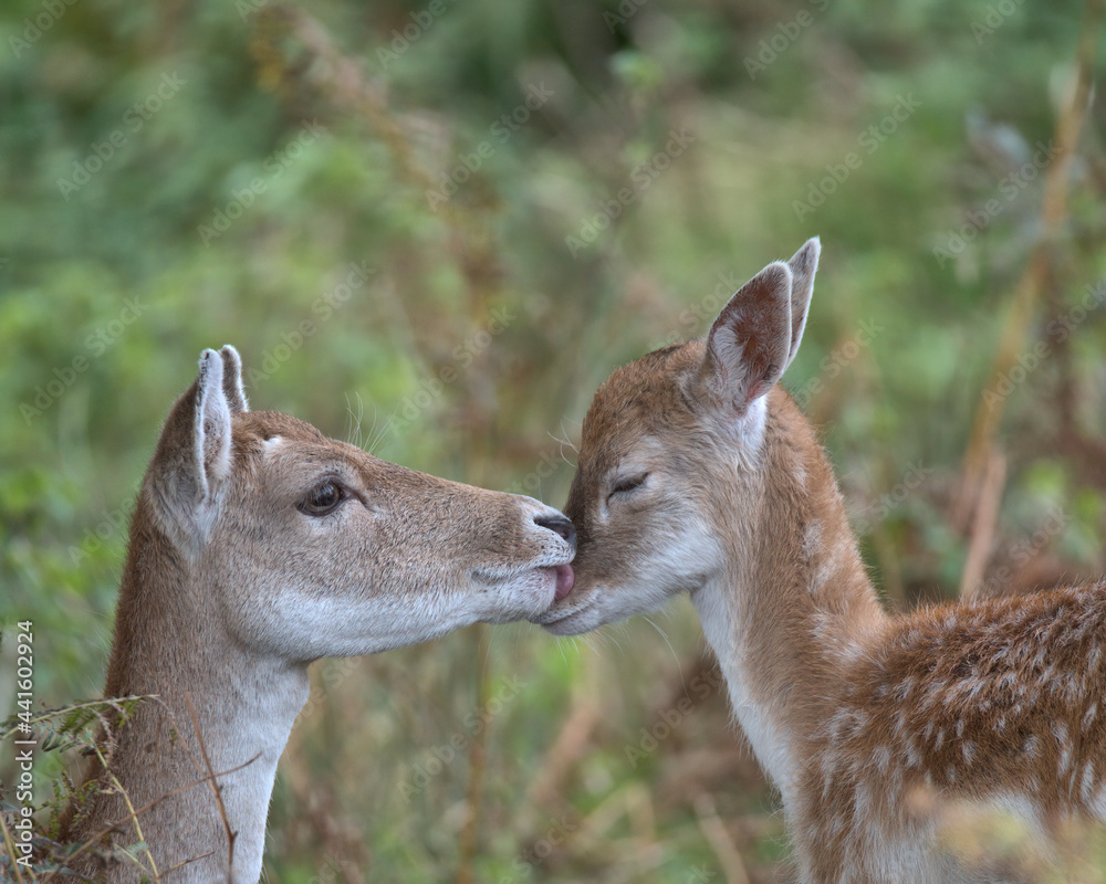 Fallow deer doe giving her fawn a wash Fallow deer doe giving her fawn a wash