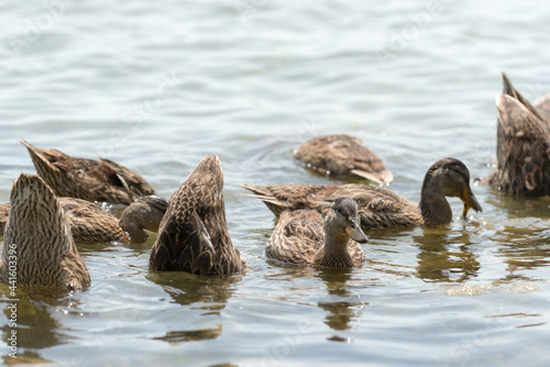 young mallard ducks on the water