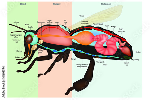 Honey Bee Apis mellifera, internal Anatomy and Physiology. Model eusocial insect. Bee Sectional Anatomy Diagram