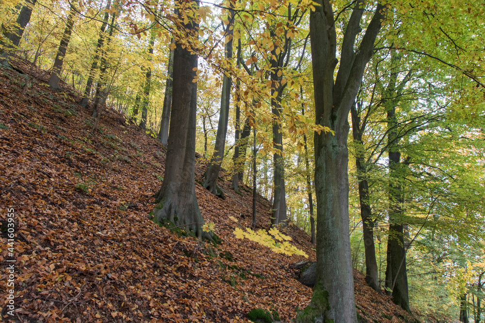 Obraz premium walkway in autumn