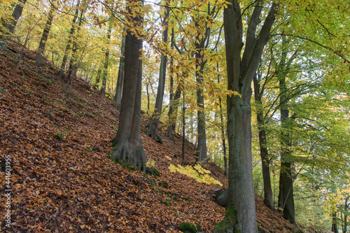 walkway in autumn