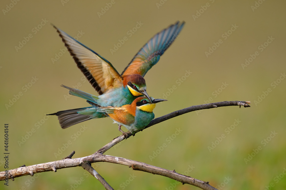 Colorful Bee-eaters while mating