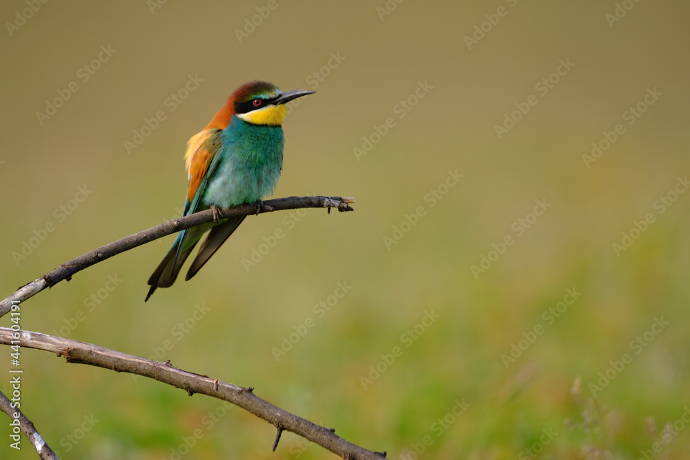 Bee-eater - Merops Apiaster sitting on a branch Bee-eater - Merops Apiaster sitting on a branch