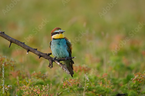 Bee-eater - Merops Apiaster sitting on a branch